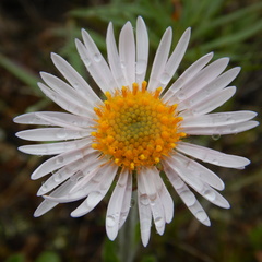 Aster alpinus vierhapperi