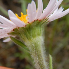 Aster alpinus vierhapperi