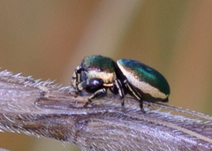 Sassacus papenhoei