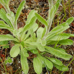 Aster alpinus vierhapperi