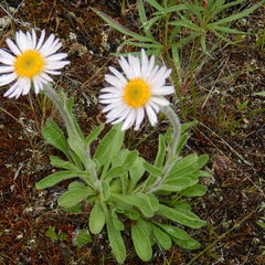Aster alpinus vierhapperi