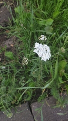 Achillea millefolium