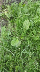 Plantago major