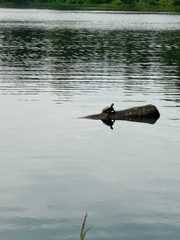 Trachemys scripta elegans