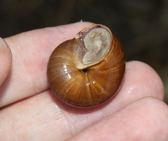 Helminthoglypta sanctaecrucis