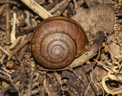 Helminthoglypta sanctaecrucis
