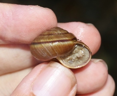 Helminthoglypta sanctaecrucis
