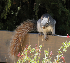 Arizona Gray Squirrel photo 5
