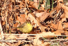 Setophaga palmarum hypochrysea
