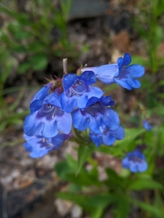 Penstemon cyananthus