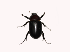 Ancognatha scarabaeoides