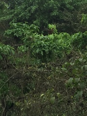 Ortalis erythroptera