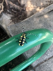 Anoplophora horsfieldii