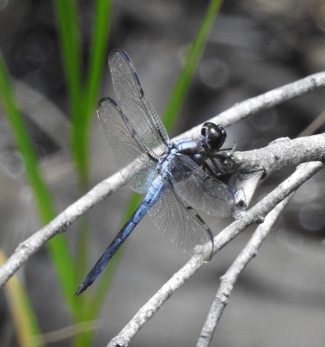 Bar-winged Skimmer photo 4