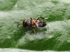 Encyrtus