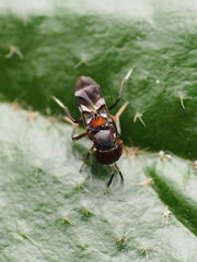 Encyrtus