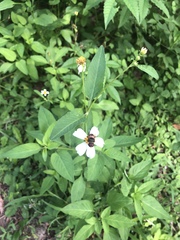 Phytomia