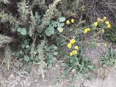 Malvella leprosa