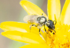 Lasioglossum longifrons