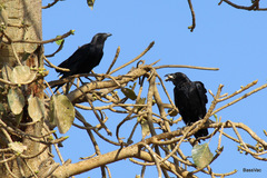 Corvus rhipidurus