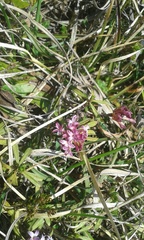 Daphne striata
