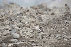 Burhinus superciliaris