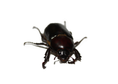 Ancognatha scarabaeoides