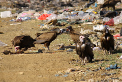 Necrosyrtes monachus