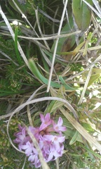 Daphne striata