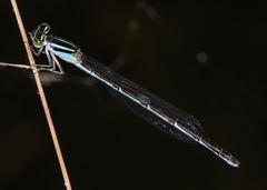 Enallagma doubledayi