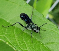 Chalybion zimmermanni