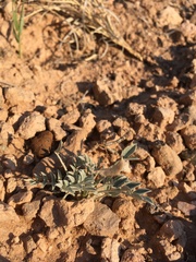 Astragalus missouriensis mimetes