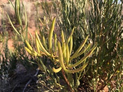 Amsonia fugatei