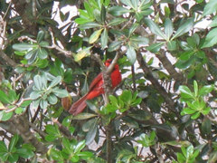 Cardinalis cardinalis