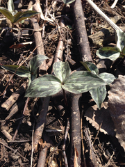 Trillium recurvatum
