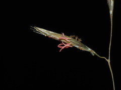 Rytidosperma setifolium