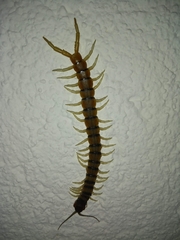 Scolopendra polymorpha