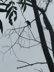 Pteroglossus torquatus