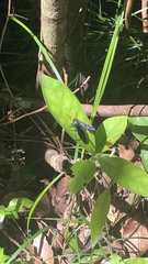 Scolia superciliaris