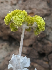 Eriogonum crocatum