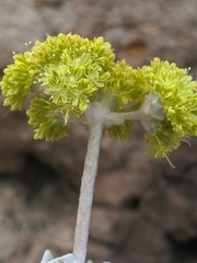 Eriogonum crocatum