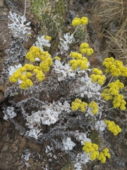 Eriogonum crocatum
