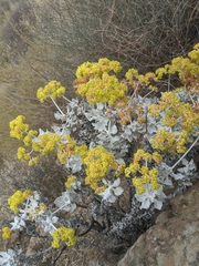 Eriogonum crocatum