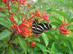 Heliconius charithonia