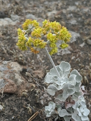 Eriogonum crocatum