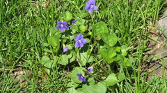 Viola cucullata