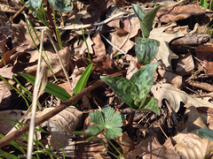 Trillium recurvatum
