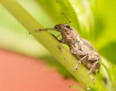 Pantomorus cervinus