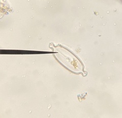 Caloneis amphisbaena