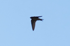 Hirundo rustica